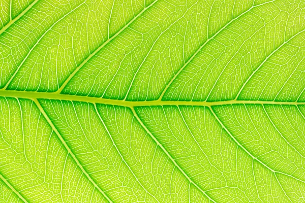 Groene blad patroon textuur achtergrond met licht achter voor website sjabloon, voorjaar schoonheid, milieu en ecologie concept ontwerp. — Stockfoto