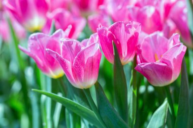 Kışın veya ilkbaharda lale tarlasında yeşil yapraklı lale çiçeği. Kartpostal süsleme ve tarım konsepti tasarımı için.