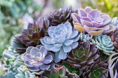 Succulents veya çöl Botanik Bahçe Dekorasyon ve tarım tasarımı için kaktüs.
