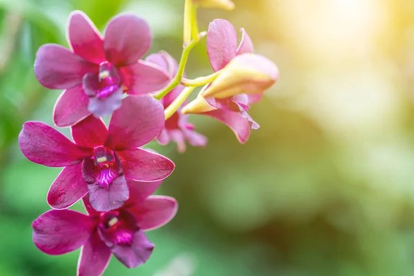 Orchid flower in orchid garden at winter or spring day for beauty and agriculture concept design. Dendrobium Orchid.