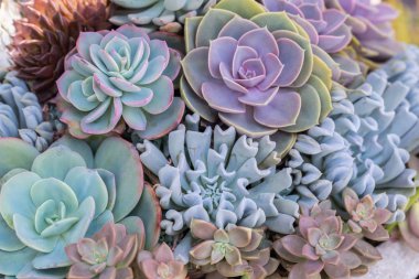 Succulents veya çöl Botanik Bahçe Dekorasyon ve tarım tasarımı için kaktüs.