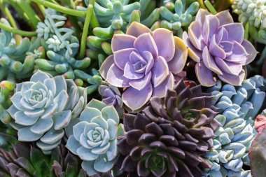 Succulents veya çöl Botanik Bahçe Dekorasyon ve tarım tasarımı için kaktüs.