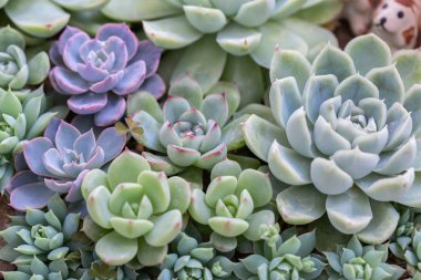 Succulents veya çöl Botanik Bahçe Dekorasyon ve tarım tasarımı için kaktüs.