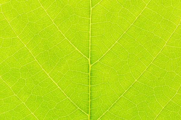 Feuille verte motif texture arrière-plan avec lumière derrière pour le modèle de site Web, printemps beauté, environnement et écologie concept design . — Photo