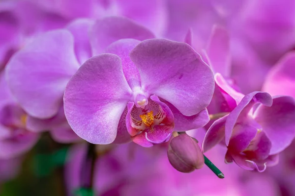 Flor de la orquídea en jardín de la orquídea en invierno o día de la primavera para la belleza y el diseño del concepto de la agricultura. Phalaenopsis Orchidaceae . — Foto de Stock