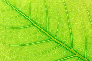 Web sitesi şablonu, bahar güzelliği, çevre ve ekoloji tasarımı için arkasında ışık ile Yeşil yaprak desen doku arka plan.