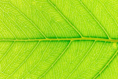 Web sitesi şablonu, bahar güzelliği, çevre ve ekoloji tasarımı için arkasında ışık ile Yeşil yaprak desen doku arka plan.