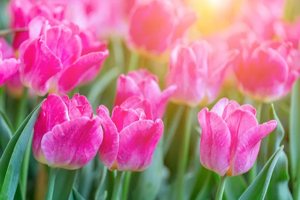 Tulip flower and green leaf background in tulip field at winter or spring day for postcard beauty decoration and agriculture design.