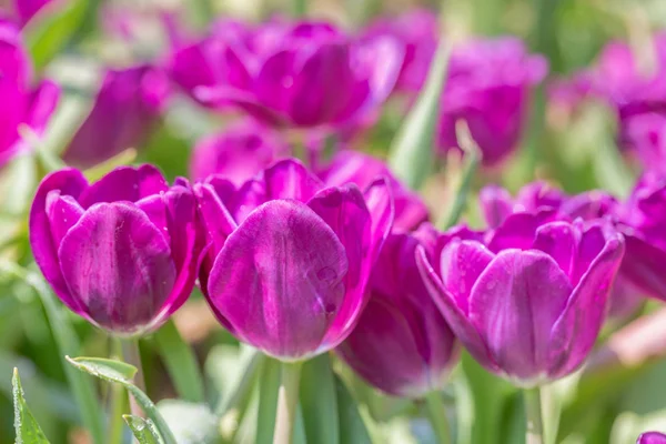 Tulip bloem en groene blad achtergrond in Tulip veld in de winter of lente dag voor briefkaart schoonheid decoratie en landbouw ontwerp. — Stockfoto