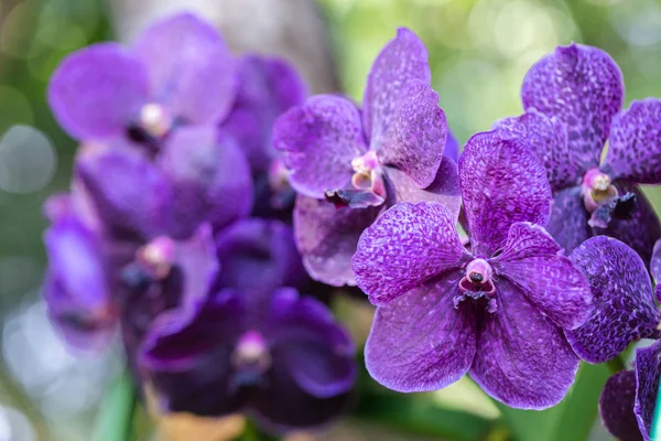 Flor do Orchid no jardim do orchid no inverno ou no dia da mola para a beleza e o projeto da agricultura. Vanda Orchidaceae . — Fotografia de Stock
