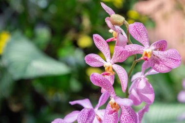 Güzellik ve tarım tasarımı için kış ya da bahar günü orkide bahçesinde orkide çiçeği. Mokara Orkidesi.