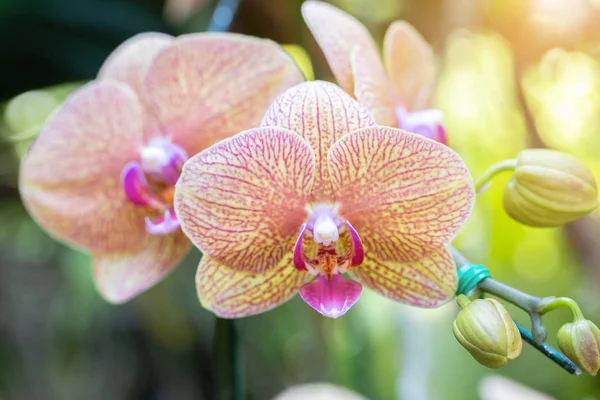 Flor de la orquídea en el jardín de la orquídea en invierno o día de la primavera para la belleza y el diseño agrícola. Phalaenopsis Orchidaceae . — Foto de Stock