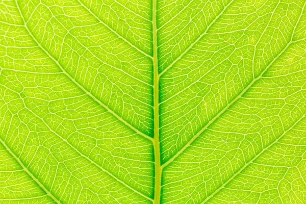 Web sitesi şablonu, bahar güzelliği, çevre ve ekoloji tasarımı için arkasında ışık ile Yeşil yaprak desen doku arka plan.