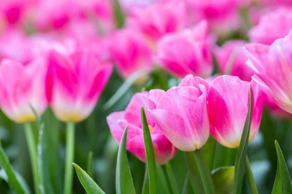 Tulipán virág zöld levél háttér tulipán területen télen vagy tavasszal a képeslap szépség dekoráció és a mezőgazdaság koncepció design. — Stock Fotó