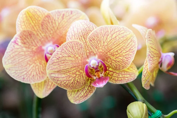 Orchid flower in orchid garden at winter or spring day for postcard beauty and agriculture design. Phalaenopsis Orchidaceae.