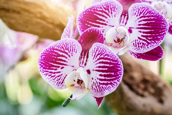 Orchid flower in orchid garden at winter or spring day for postcard beauty and agriculture design. Phalaenopsis Orchidaceae.