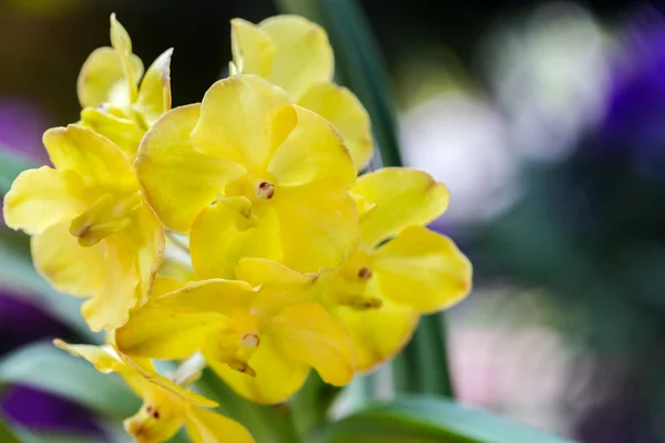 Orchid blomma i orkidéträdgård på vintern eller vår i dag för vykort skönhet och jordbruk design. Vanda Orchidaceae. — Stockfoto