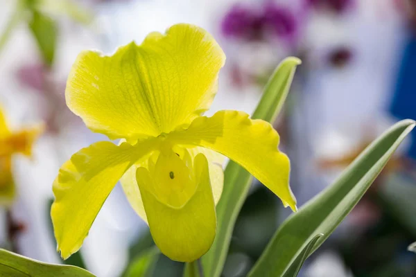 Orchid blomma i orkidéträdgård på vintern eller vår i dag för vykort skönhet och jordbruk design. Paphiopedilum Orchidaceae. eller Lady ' s toffel. — Stockfoto