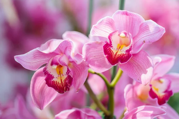 Orchid flower in orchid garden at winter or spring day fOrchid flower in orchid garden at winter or spring day for postcard beauty and agriculture design. Cymbidium Orchidaceae.or postc