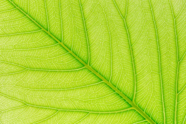 Pozadí textury zeleného listu se světlem pro šablonu webu, jarní krásu, životní prostředí a ekologie. — Stock fotografie