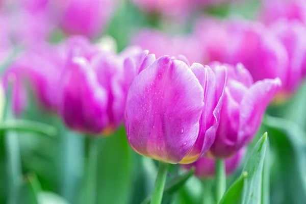 Tulipán virág zöld levél háttér tulipán területen télen vagy tavasszal a képeslap szépség dekoráció és a mezőgazdaság koncepció design. — Stock Fotó