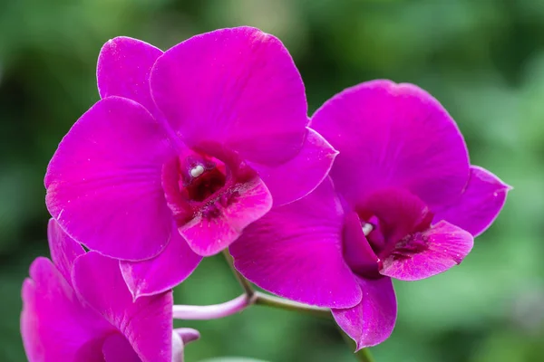 Orchideenblume im Orchideengarten am Winter- oder Frühlingstag für Postkartenschönheit und landwirtschaftliches Design. phalaenopsis orchidaceae. — Stockfoto