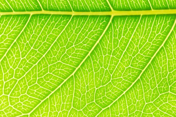 Naturel vert feuille motif texture arrière-plan avec lumière derrière pour le modèle de site Web, printemps beauté, environnement et écologie design . — Photo