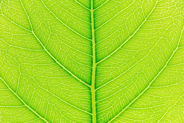 Natürliche grüne Blattmuster Textur Hintergrund mit Licht hinter für Website-Vorlage, Frühling Schönheit, Umwelt und Ökologie-Design. — Stockfoto