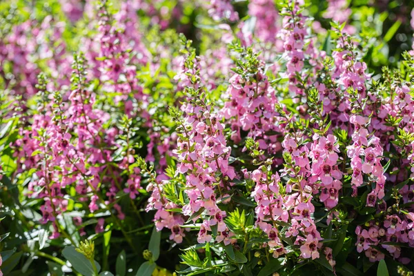 Flor roxa e verde folha de fundo no jardim no verão ensolarado ou dia de primavera para decoração de beleza de cartão postal e design de conceito de agricultura . — Fotografia de Stock