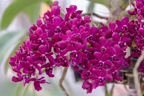 Flor do Orchid no jardim do orchid no inverno ou no dia da mola para a beleza do cartão postal e o projeto da agricultura. Rhynchostylis Orchidaceae . — Fotografia de Stock
