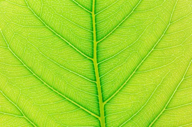 Noel xmas için doğal yeşil yaprak arka plan, Mutlu yeni yıl 2020, festival, olay, mutlu yıllar, kutlama, tebrikler tasarım.