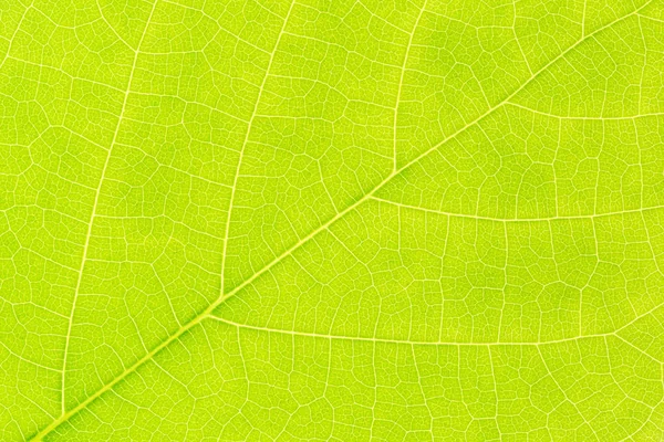 Natural Green Leaf bakgrund för julen Xmas, gott nytt år 2020, festlig, evenemang, Grattis på födelsedagen, firande, Grattis design. — Stockfoto