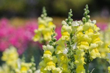 Snapdragon flower and green leaf in garden at sunny summer or spring day. Yellow flower. clipart