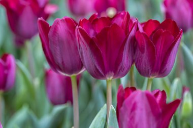 Lale çiçeği ve yeşil yaprak arka planda lale tarlasında kışın veya ilkbaharda.