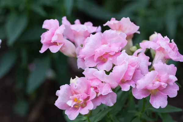 Snapdragon Flower Green Leaf Garden Sunny Summer Spring Day Pink — Stock Photo, Image