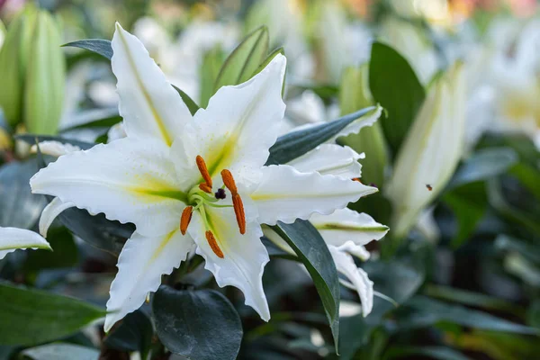 Asiatic lily or Asiatic lilies flower in garden at sunny summer or spring day. White flower.