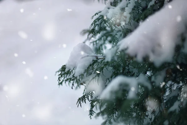 Zimowe Wonderland Streszczenie Tło Zielony Futro Oddziałów Okładka Śniegiem Miejsce — Zdjęcie stockowe