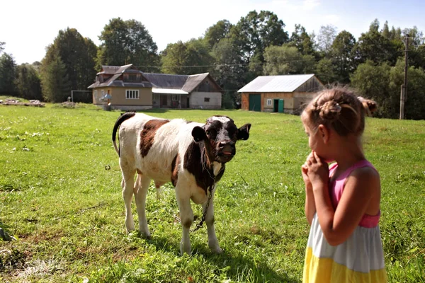 農場で小さな牛を養う幸せな子供 — ストック写真