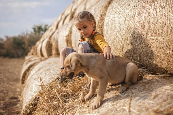 Милая девушка играет с щенком на рулонах тюков сена в поле Стоковое Изображение