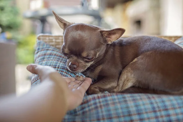 Pet therapy. Cute little Chihuahua dog having rest on the pillows in a company with his lovely owner, outdoor summer lifestyle
