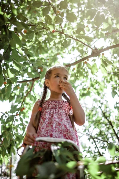 별장에 가족들 휴가를 보내고 있어요 사닥다리 위에서 과일나무에서 체리를 귀여운 — 스톡 사진
