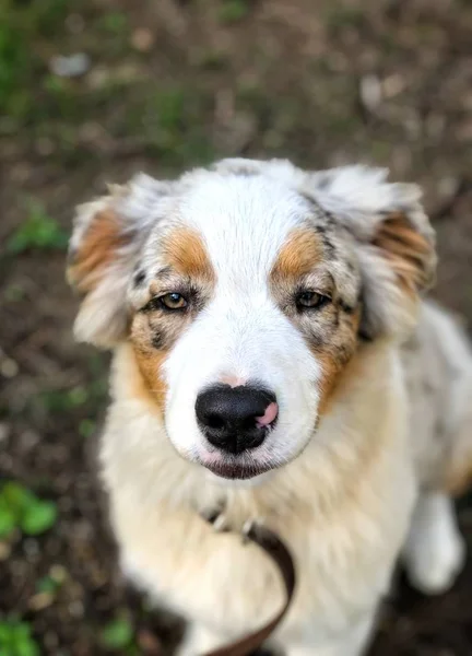 Retrato Cachorro Bosque —  Fotos de Stock