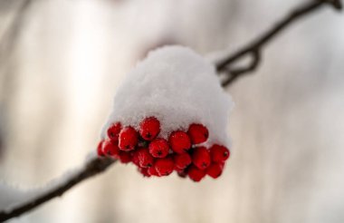 Soğuk kış ormanı doğasında beyaz karla kaplı bir küme kırmızı kızılcık çileği..