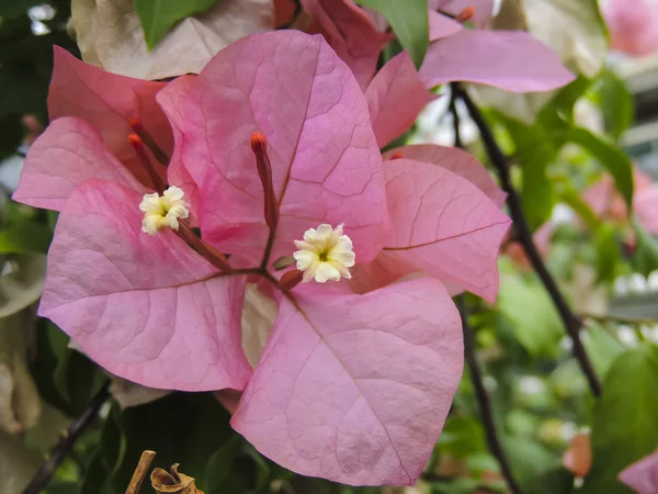 Квітучі Квіти Пелюстки Святковий Фон Вставка — стокове фото