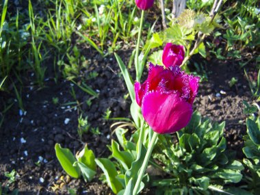 Bahçede büyüyen güzel pembe laleler