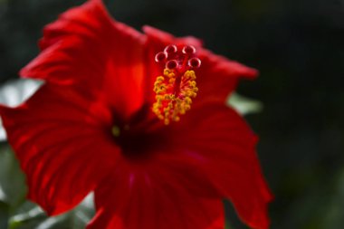 Güzel kırmızı hibiscus sokakta. Arka plan resmi