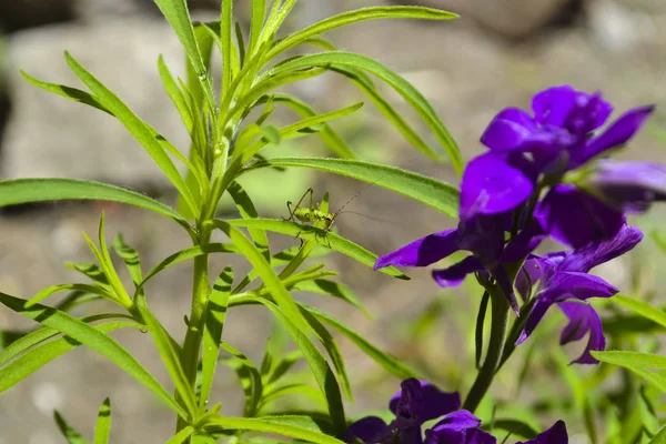 Hierba Flor Saltamontes Una Langosta Sienta Una Hoja — Foto de Stock