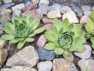 Sempervivum veya taş taş arasında gül