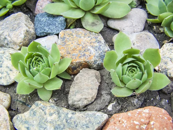Sempervivum veya taş taş arasında gül