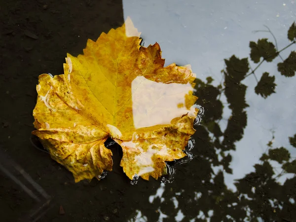 Bright colourful autumn leaf floating in water — Stock Photo, Image